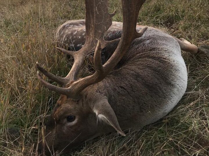 Gallery of Fallow Deer