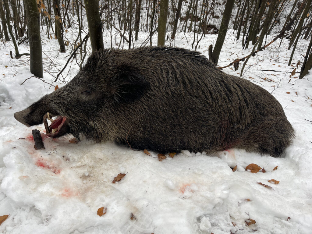 Wild boar in snow