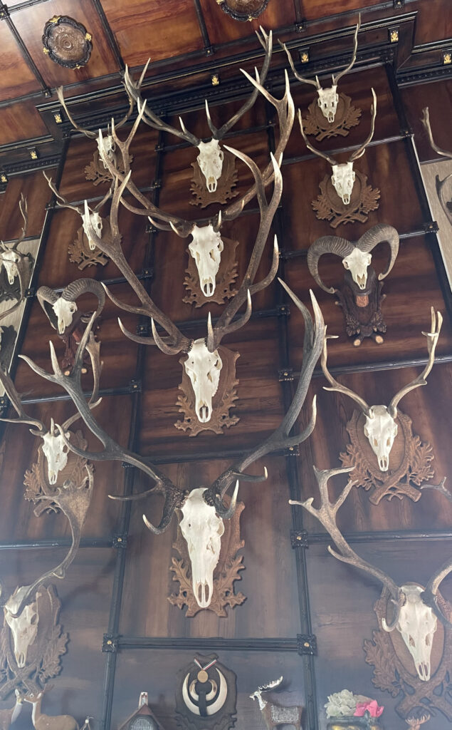 Trophy room from the hunting sessions