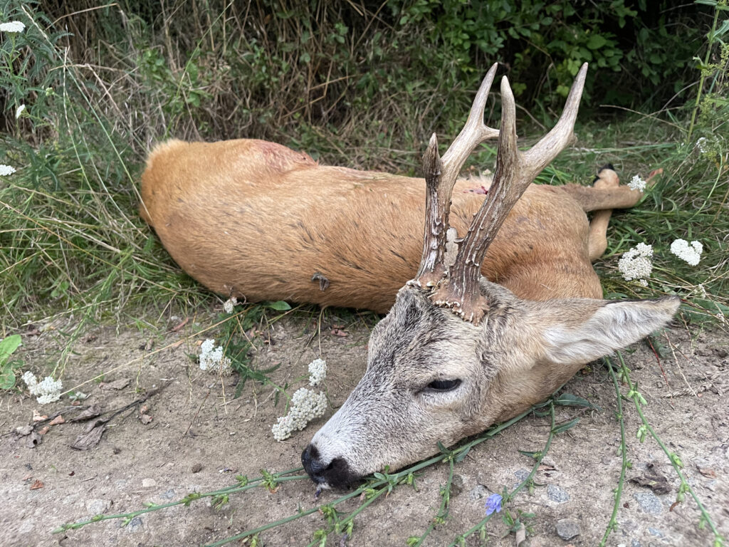 Roe Deer