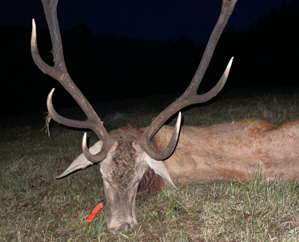 Gallery of red stag hunting