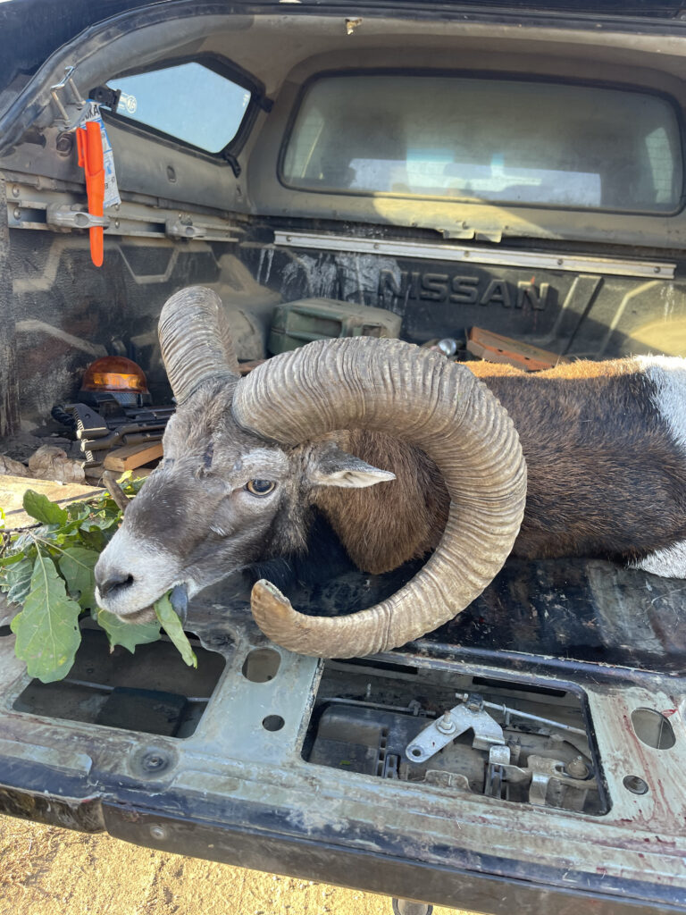 Mouflon hunting